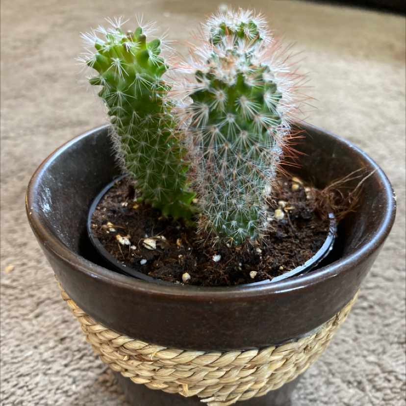 A small potted cactus with two stems, one green and one with white spines.