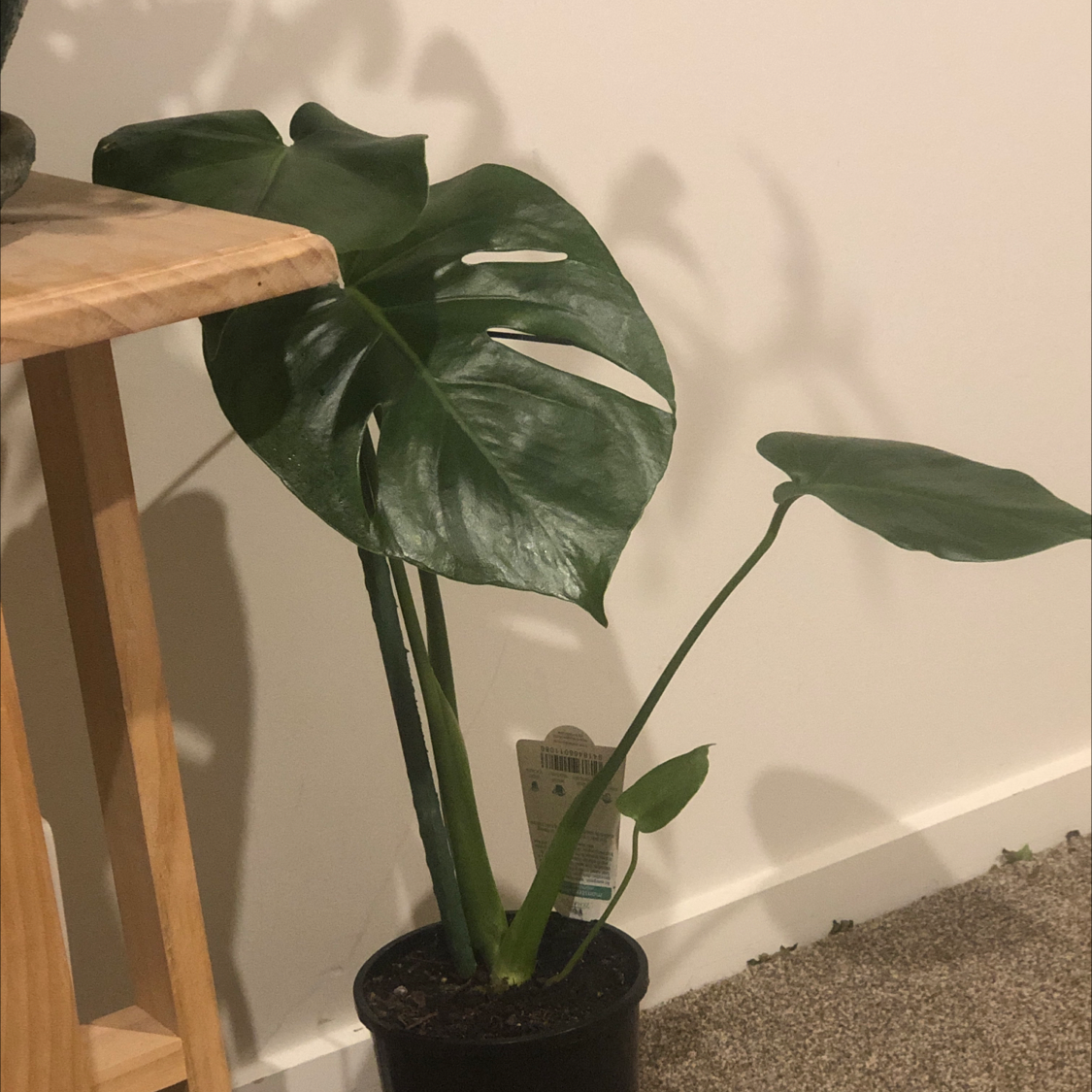 Monstera plant photo by @Charklotte named Monty on Greg, the plant care app.
