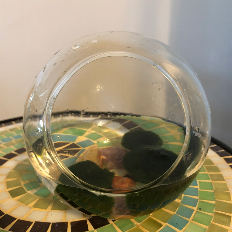 Marimo plant photo by @Schwarzwald named The Three Mossketeers on Greg, the plant care app.