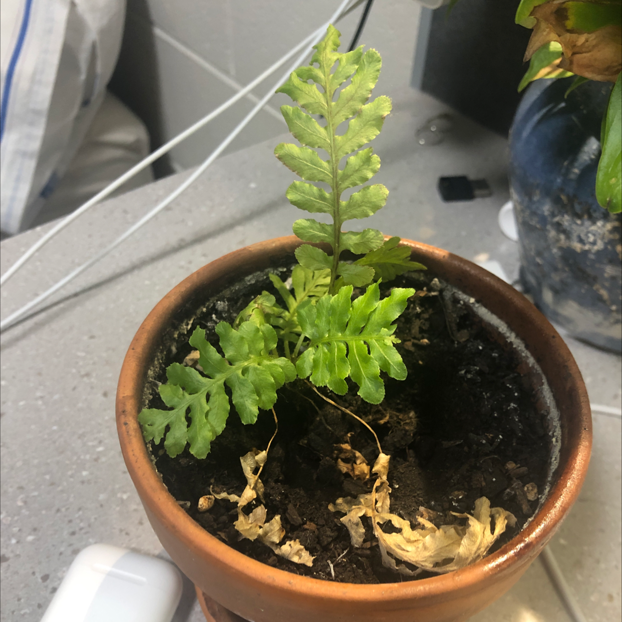 Potted Male-Fern with some yellowing and browning leaves, visible soil.