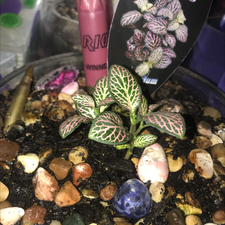 Nerve Plant plant photo by Maddie named Dolores on Greg, the plant care app.