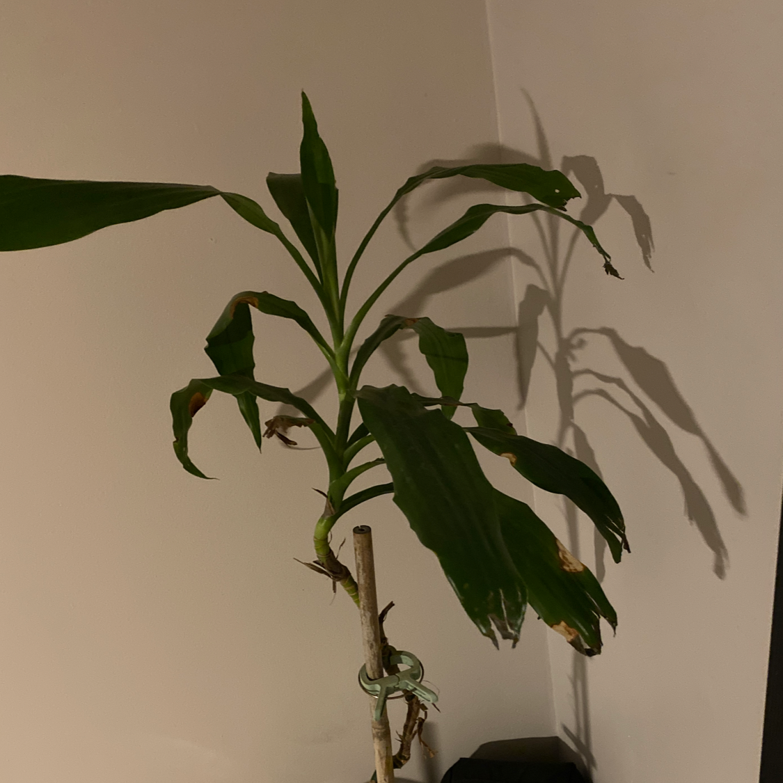 Cornstalk Dracaena plant photo by Kaytie named Bubbles on Greg, the plant care app.