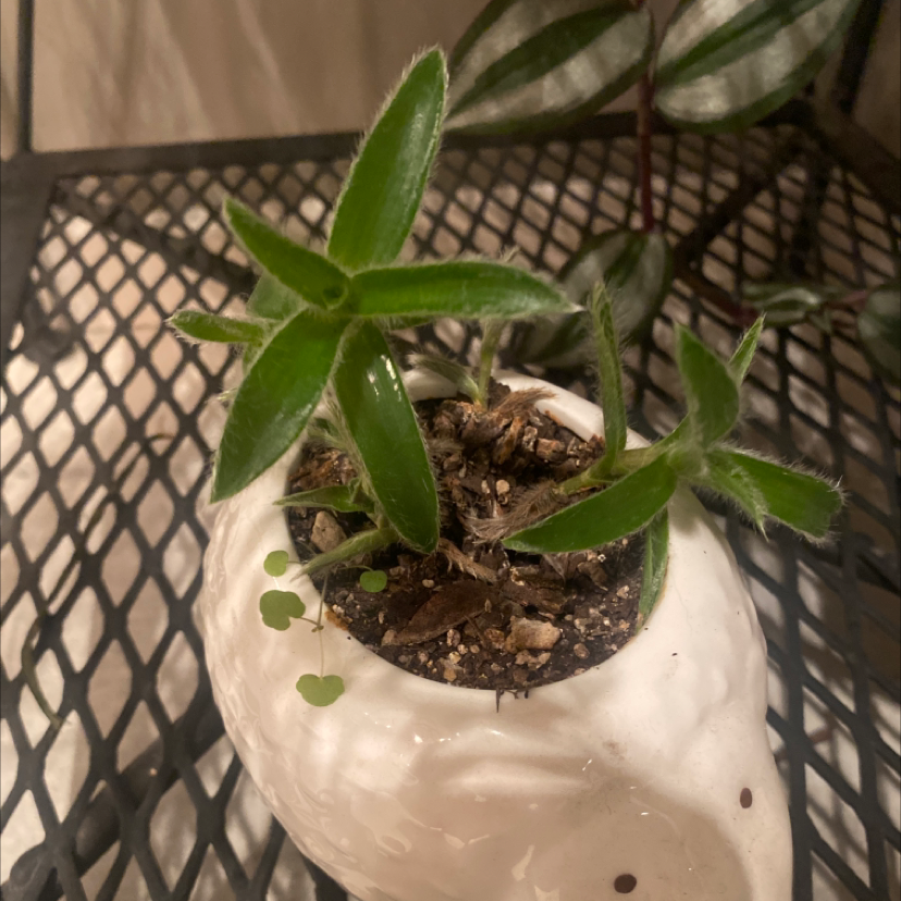 Potted White Velvet plant with green leaves in a white ceramic pot.