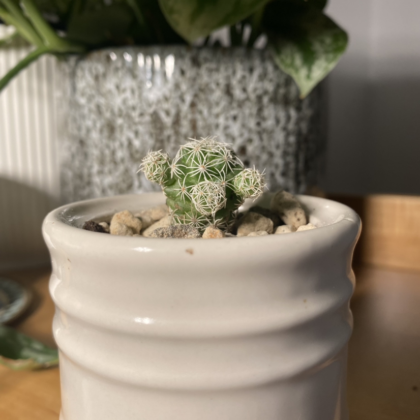 Thimble Cactus in a white pot with another plant in the background.