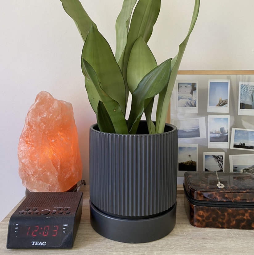 Photo of the plant species Silver Snake Plant by @thegreenhouse_nz named Sansaveria Moonshine on Greg, the plant care app