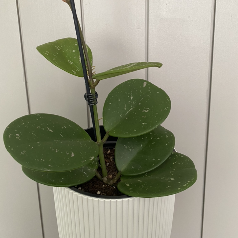 Hoya obovata plant with thick green leaves in a white pot.