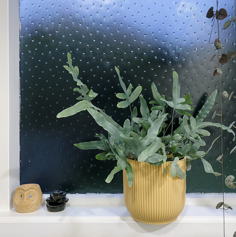 Photo of the plant species Blue Star Fern by @thegreenhouse_nz named Blue Star Fern on Greg, the plant care app