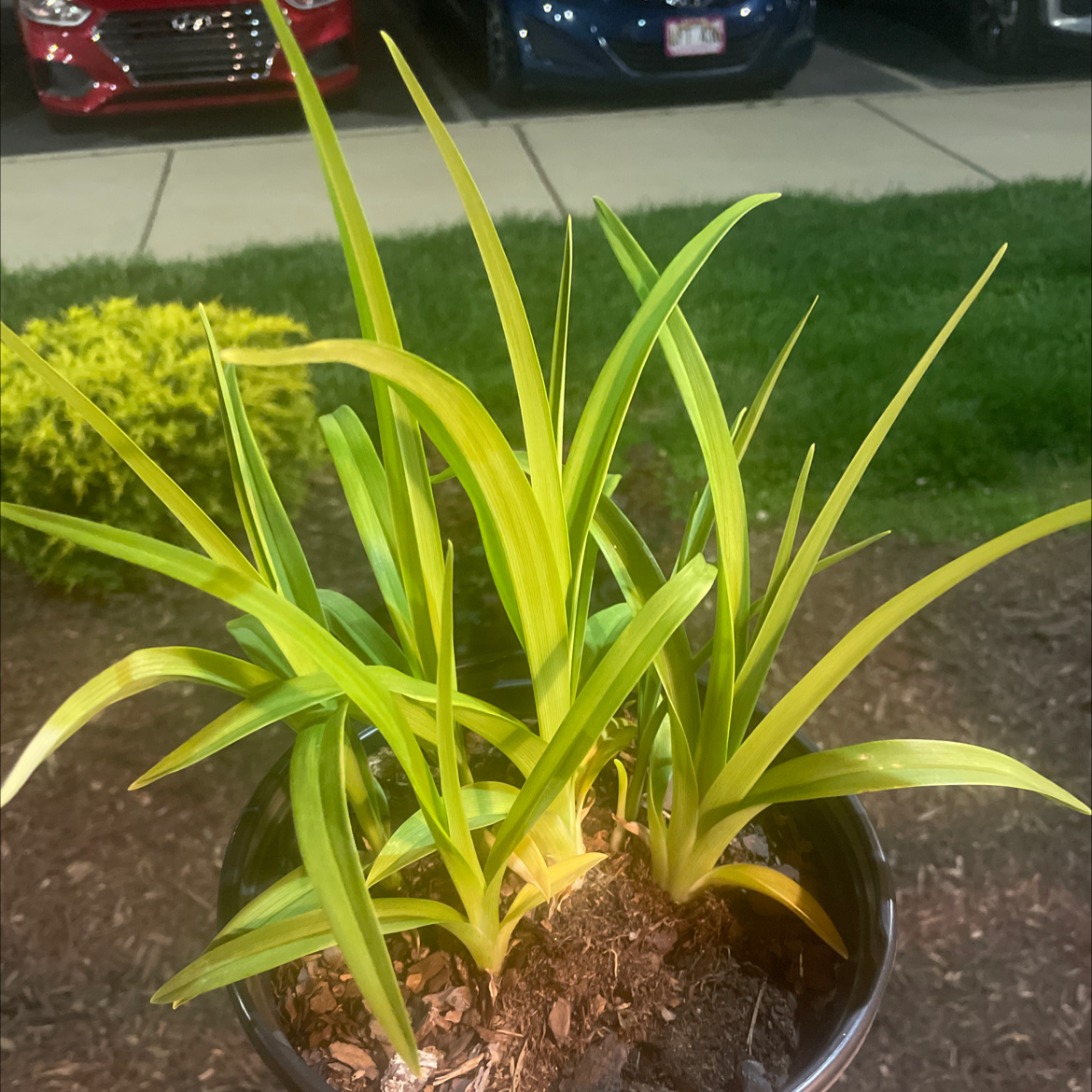 Potted Orange Daylily with some yellowing leaves, well-framed and in focus.
