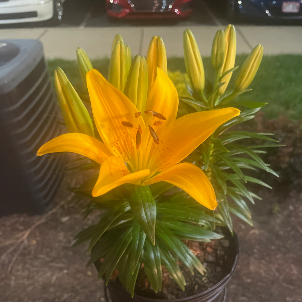 Orange Lily plant with a prominent orange flower in bloom and several buds.