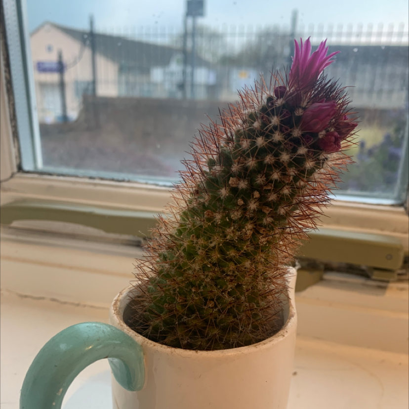 Healthy Simpson Hedgehog Cactus in a ceramic pot on a windowsill, with vibrant reddish-pink spines.