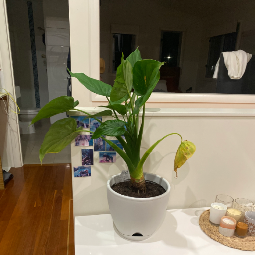 Alocasia 'Sarian' plant in a white pot indoors with visible soil and one yellowing leaf.