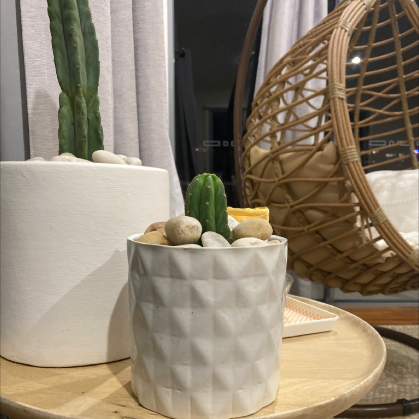 Two potted cacti on a wooden table, with a Columnar Cactus in the background.