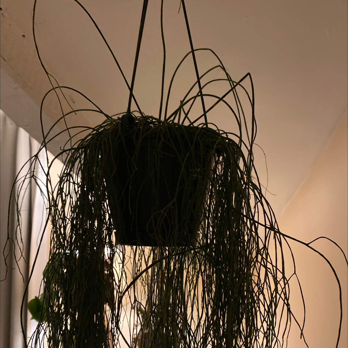 Hanging Mistletoe Cactus with long, thin, cascading stems indoors.