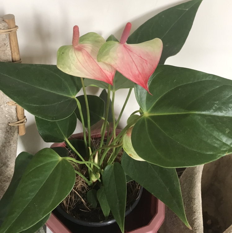 Photo of the plant species Flamingo Flower by @annec named Brooke on Greg, the plant care app