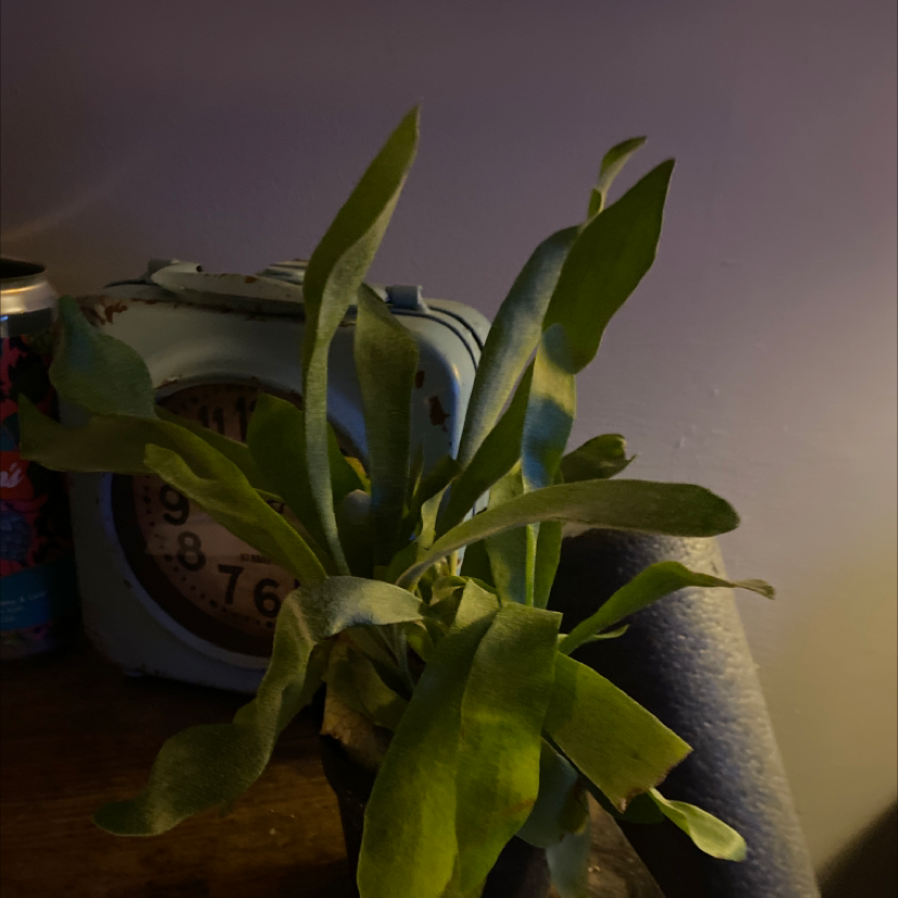 Photo of the plant species Elkhorn Fern by @Rebekkulus named Steve on Greg, the plant care app