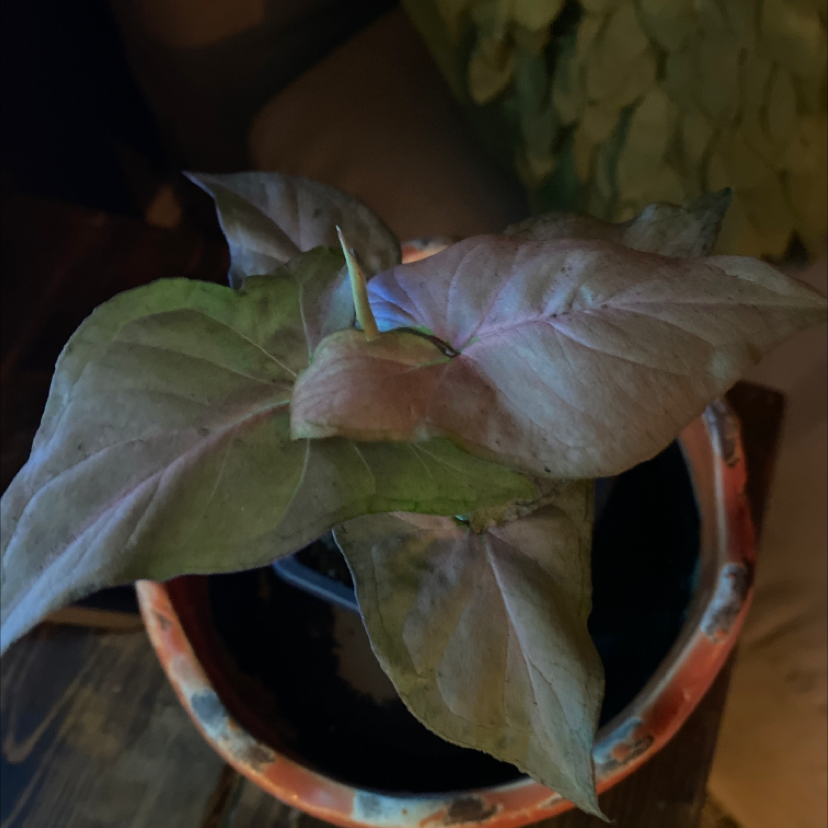 Pink Arrowhead Vine in a pot with mixed green and pink leaves, some discoloration visible.