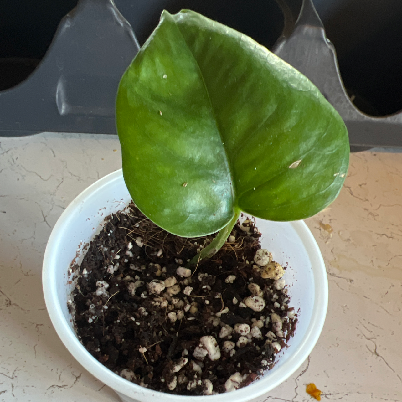 A potted Global Green Pothos plant with a large green leaf and visible soil.