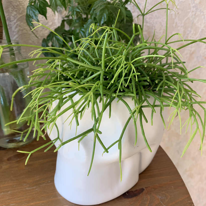 Mistletoe Cactus in a white pot, healthy green stems, no visible soil.