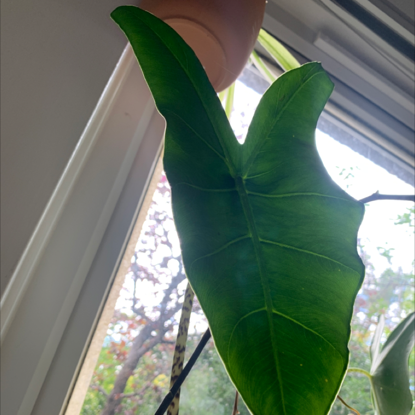 A healthy leaf of a Zebra Elephant Ear plant against a window.