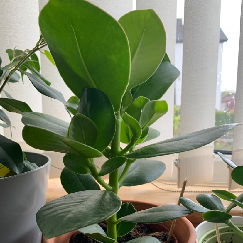 Healthy Autograph Tree with broad, glossy green leaves in a pot, well-framed and centered.