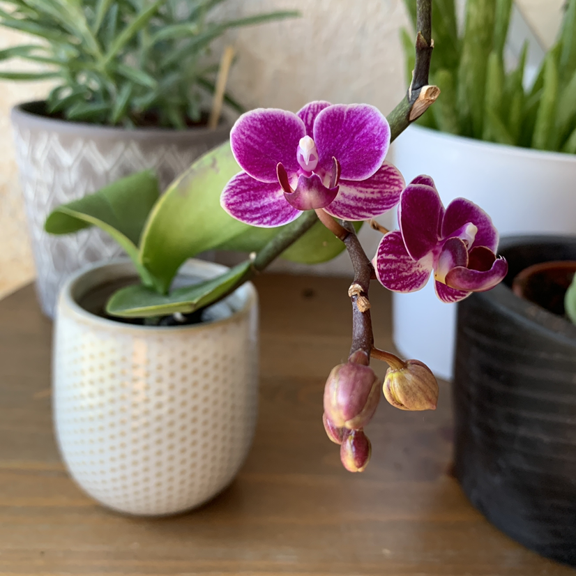 Mini Phalaenopsis Orchid with vibrant purple flowers, surrounded by other potted plants.