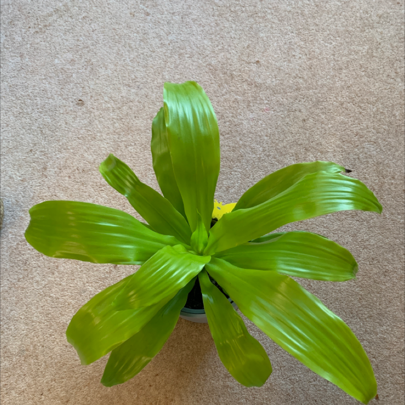Dracaena Limelight plant with vibrant green leaves, well-framed and in focus.