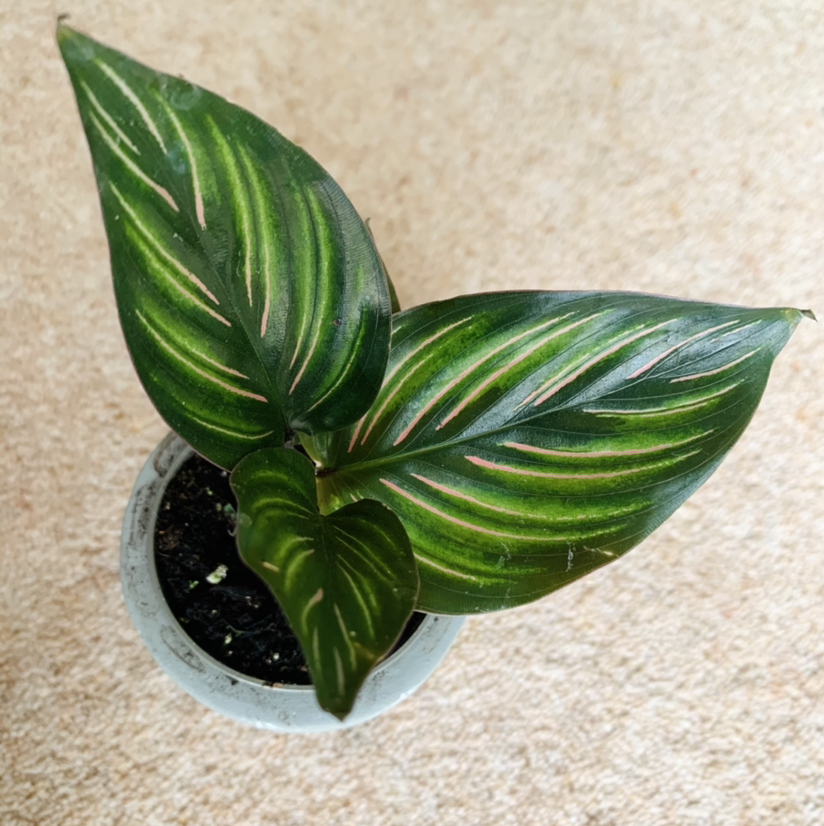 Calathea 'Beauty Star' plant with three variegated leaves in a pot.