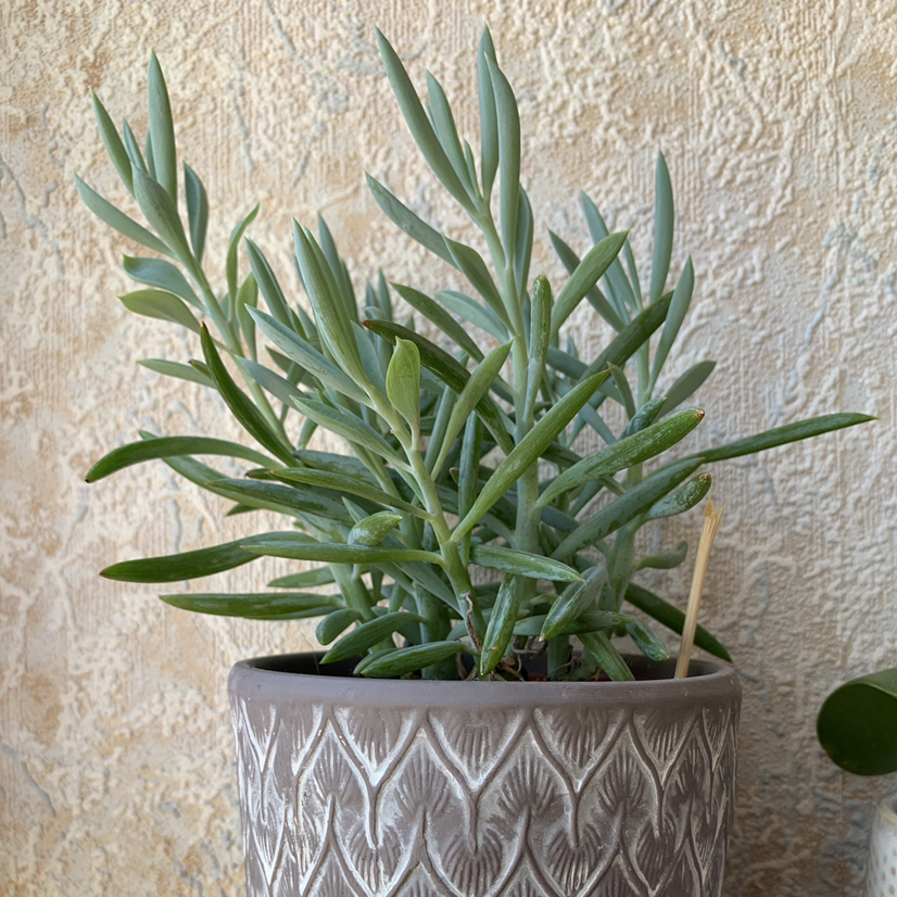 Blue Chalksticks plant in a decorative pot against a textured wall.