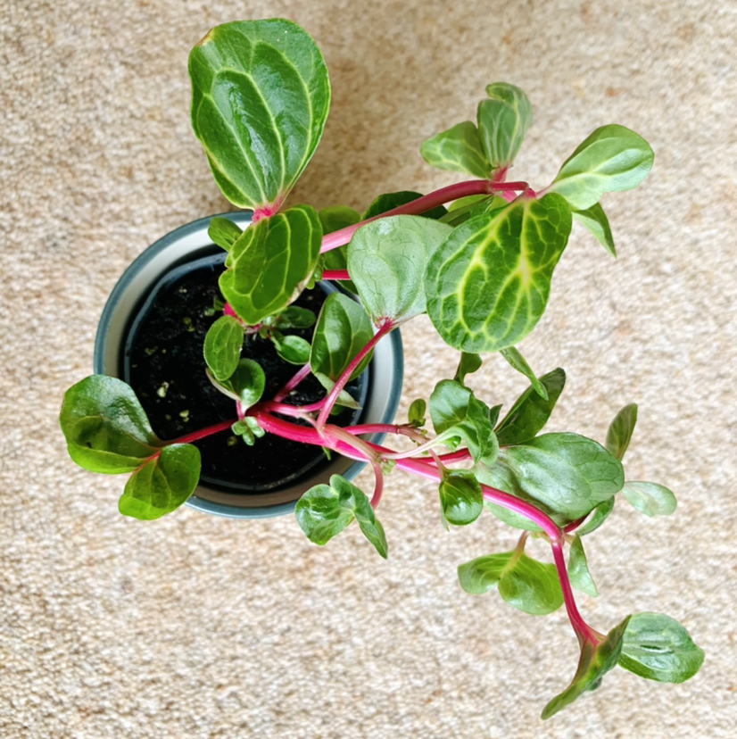 Healthy potted Herbst's Bloodleaf plant with vibrant red-veined green leaves, well-framed against beige background.
