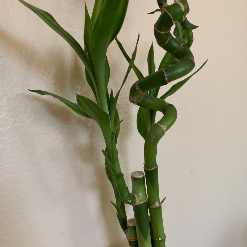 Healthy, spiraling Lucky Bamboo plant in clear glass vase filled with water against neutral background.