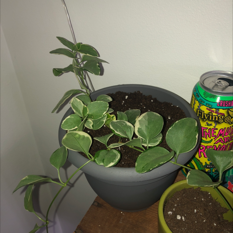 Healthy Greater Periwinkle plant with glossy green leaves growing in a black plastic pot, with an Arizona Iced Tea can in the background.