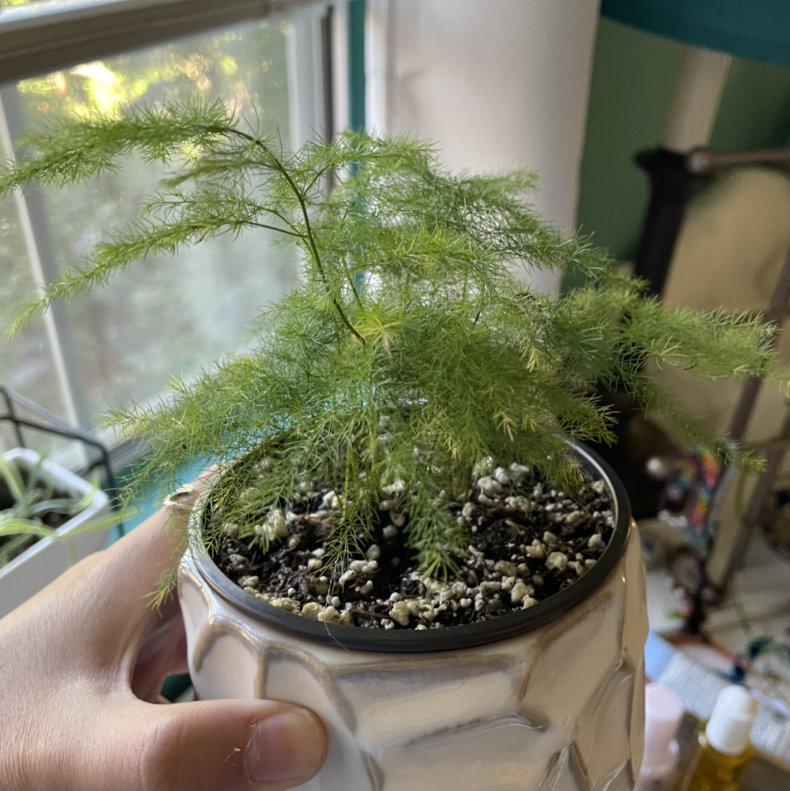 Hands holding a healthy potted asparagus fern plant with lush green foliage growing in a white ceramic pot.