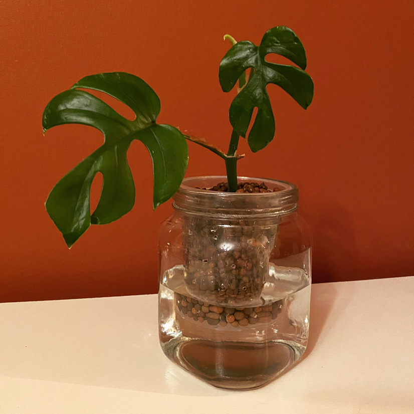 Mini Monstera plant photo by @Plantiesinaknot named Ginny Jr. on Greg, the plant care app.