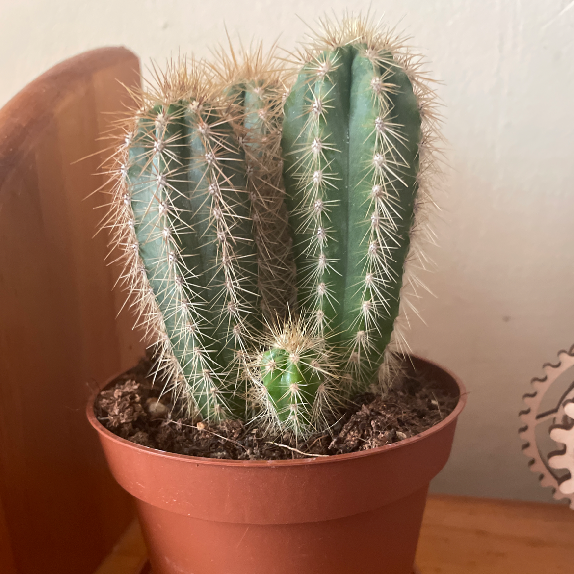 Photo of the plant species Blue Columnar Cactus by @Chris351 named Green Prick on Greg, the plant care app