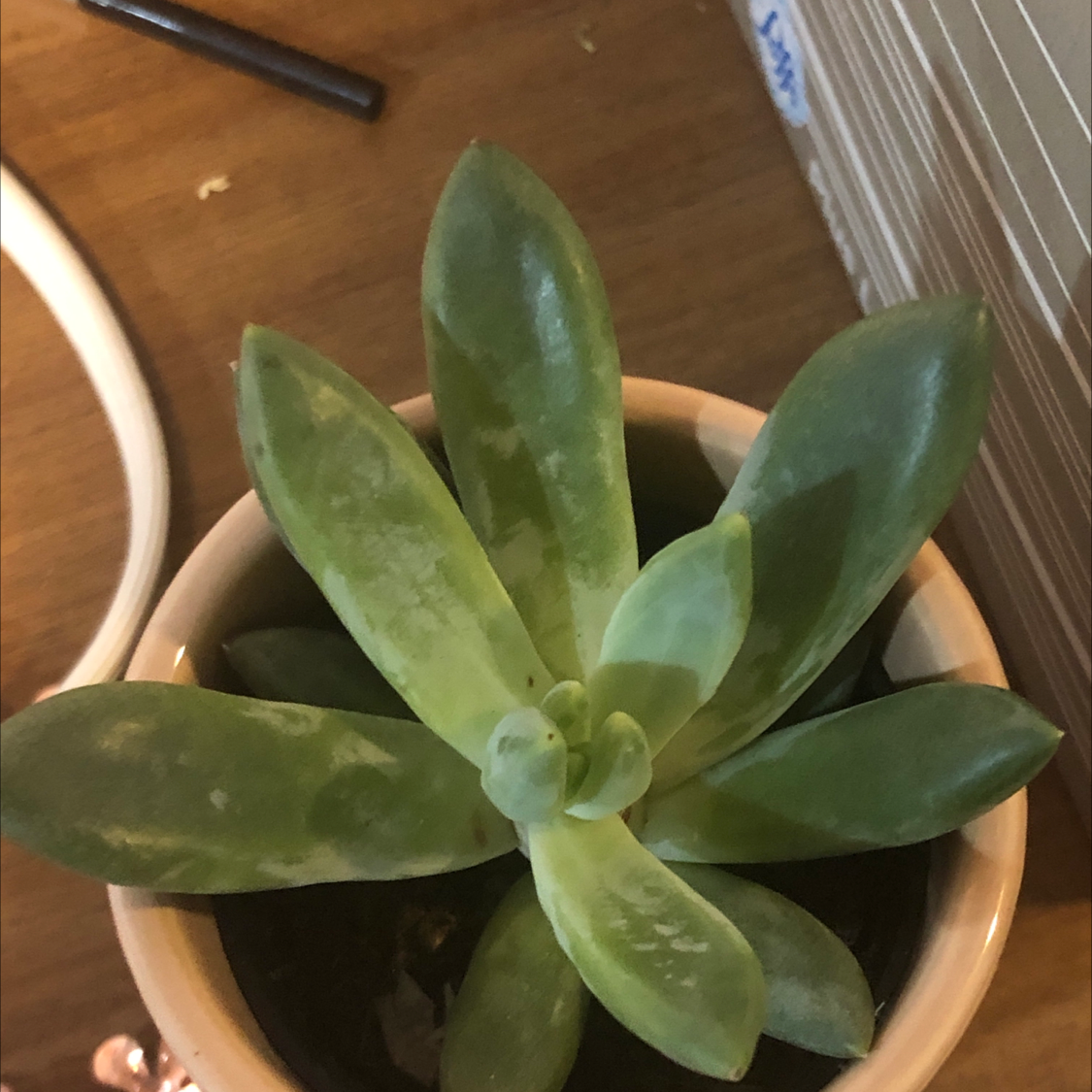 Photo of the plant species Echeveria 'Aphrodite' by Shaylie named New John on Greg, the plant care app