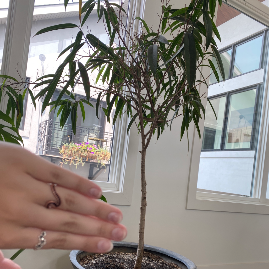 Ficus Alii plant indoors with visible soil in a pot and a hand in the foreground.