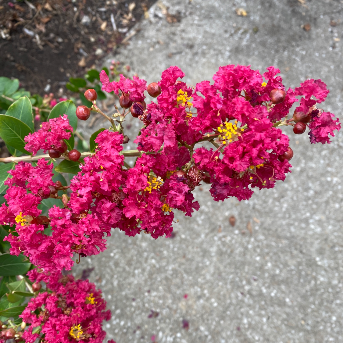 Close-up of a Cape Myrtle shrub with vibrant pink ruffled flowers densely clustered on healthy green branches, in soft focus.