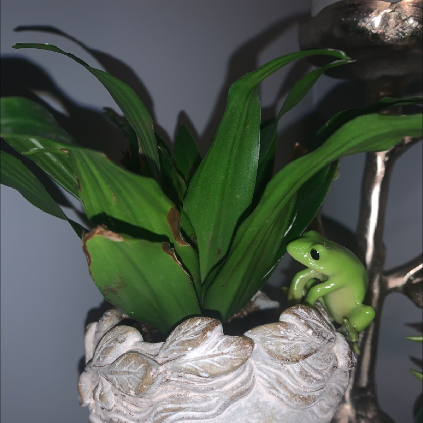 Cornstalk Dracaena plant photo by @Ebarcik04 named Marley on Greg, the plant care app.