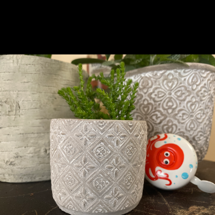 Photo of the plant species Giant Watch Chain by Zoe named Your plant on Greg, the plant care app