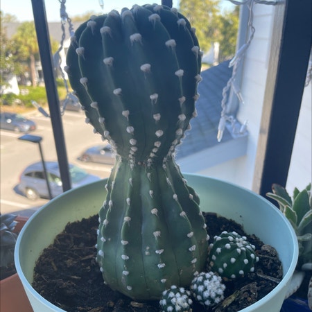 Photo of the plant species Domino Cactus by Noahcarrier named Jaiden on Greg, the plant care app