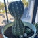 Calculate water needs of Domino Cactus