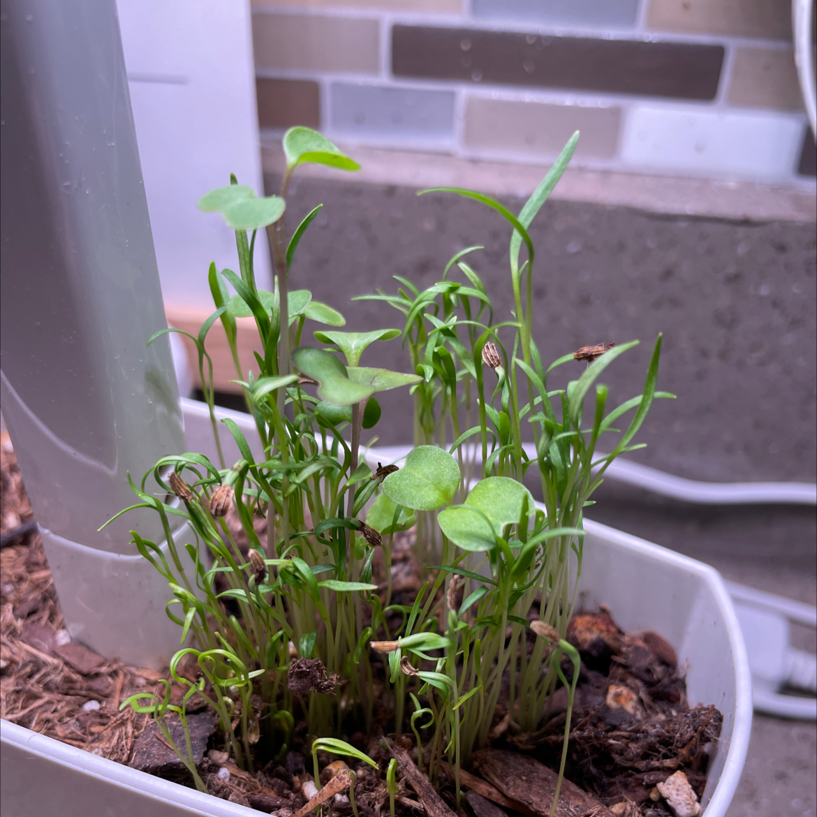Young Wild Carrot plant growing in a pot with visible soil.