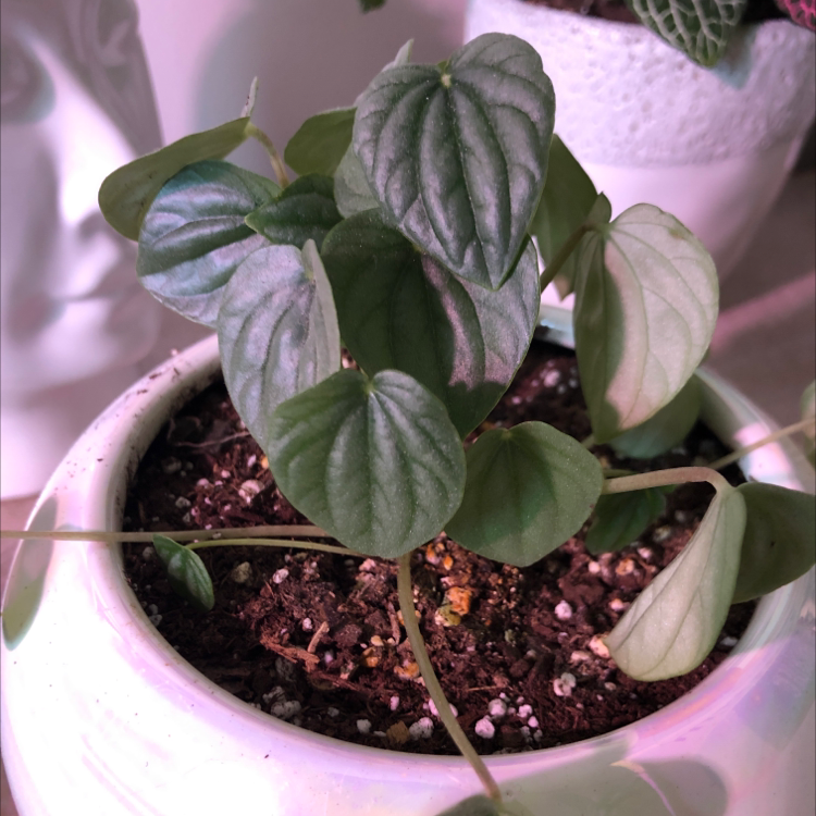 Peperomia Caperata plant photo by Ava named Esmerelda on Greg, the plant care app.
