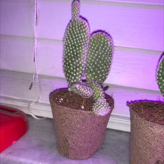 Bunny Ears Cactus plant in Miami, Florida