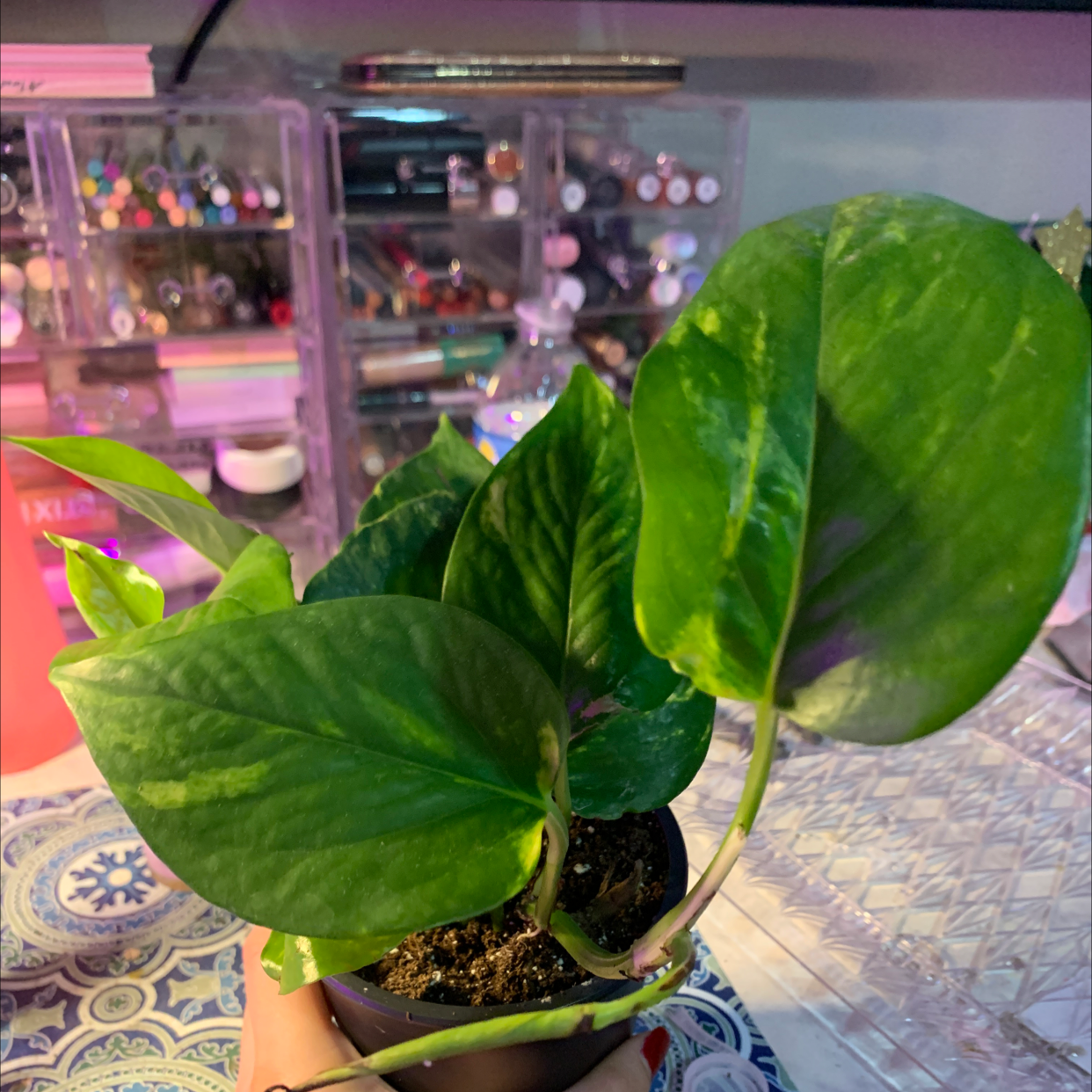 Taro Vine plant photo by @Im_not_mimi named Bruce Wayne on Greg, the plant care app.