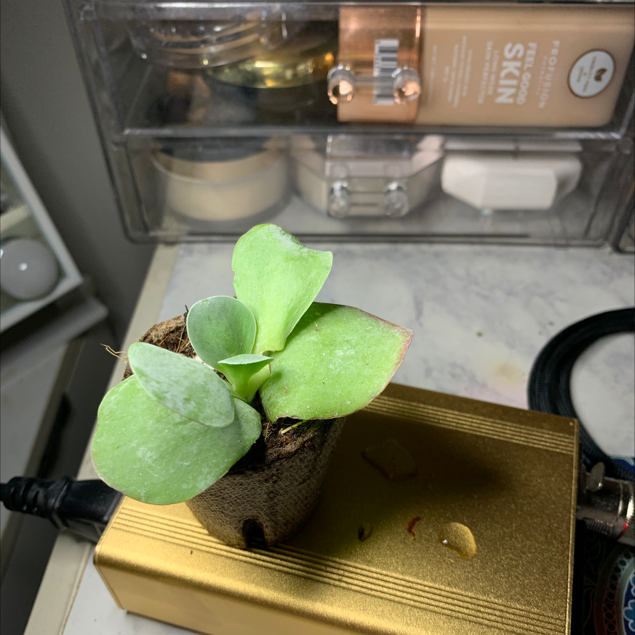 Healthy Flapjacks plant in a small pot with green, fleshy leaves.