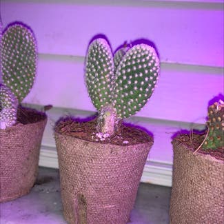 Bunny Ears Cactus plant in Miami, Florida