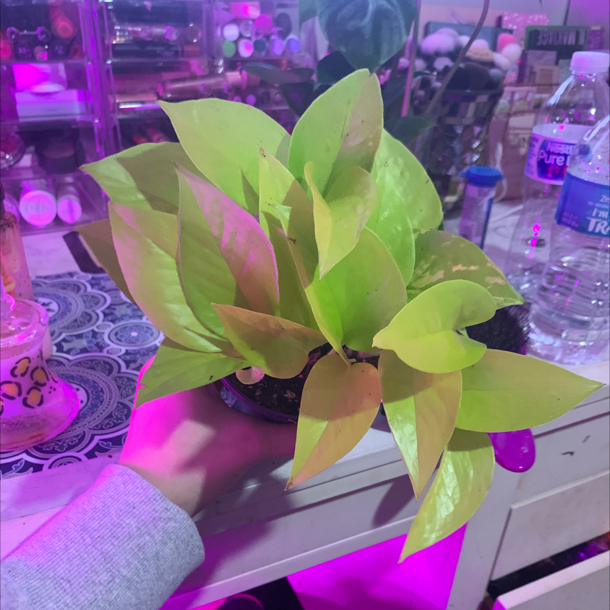 Neon Pothos plant with vibrant green leaves held by a hand indoors.