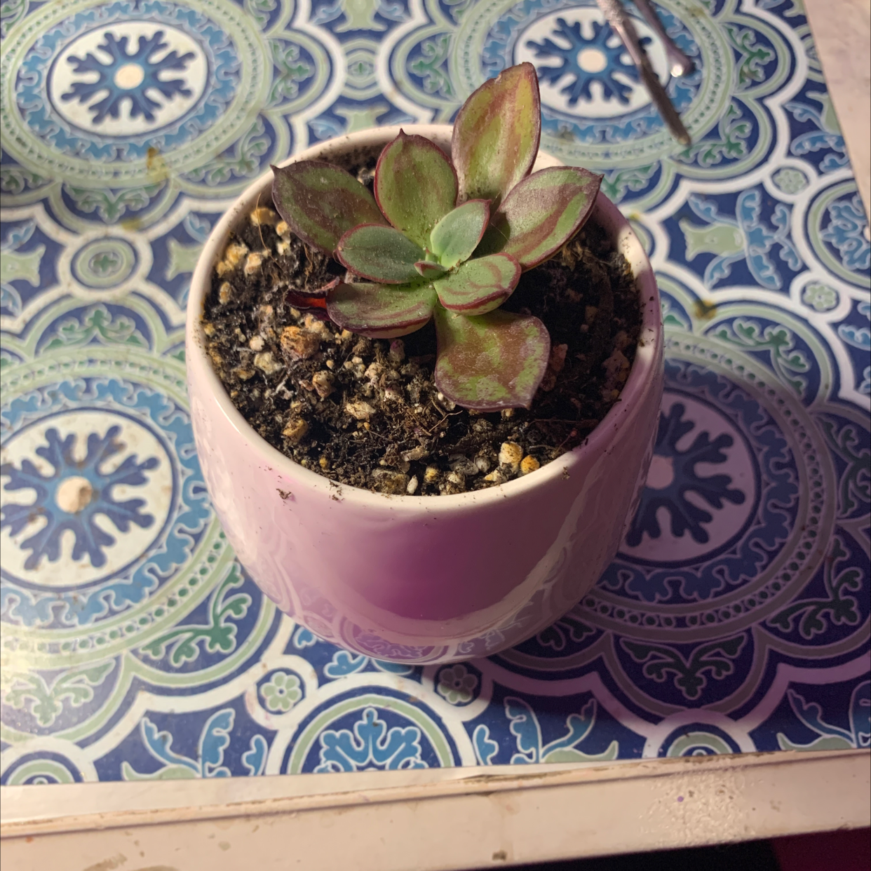 Painted Echeveria in a small pot with visible soil, well-framed and in focus.