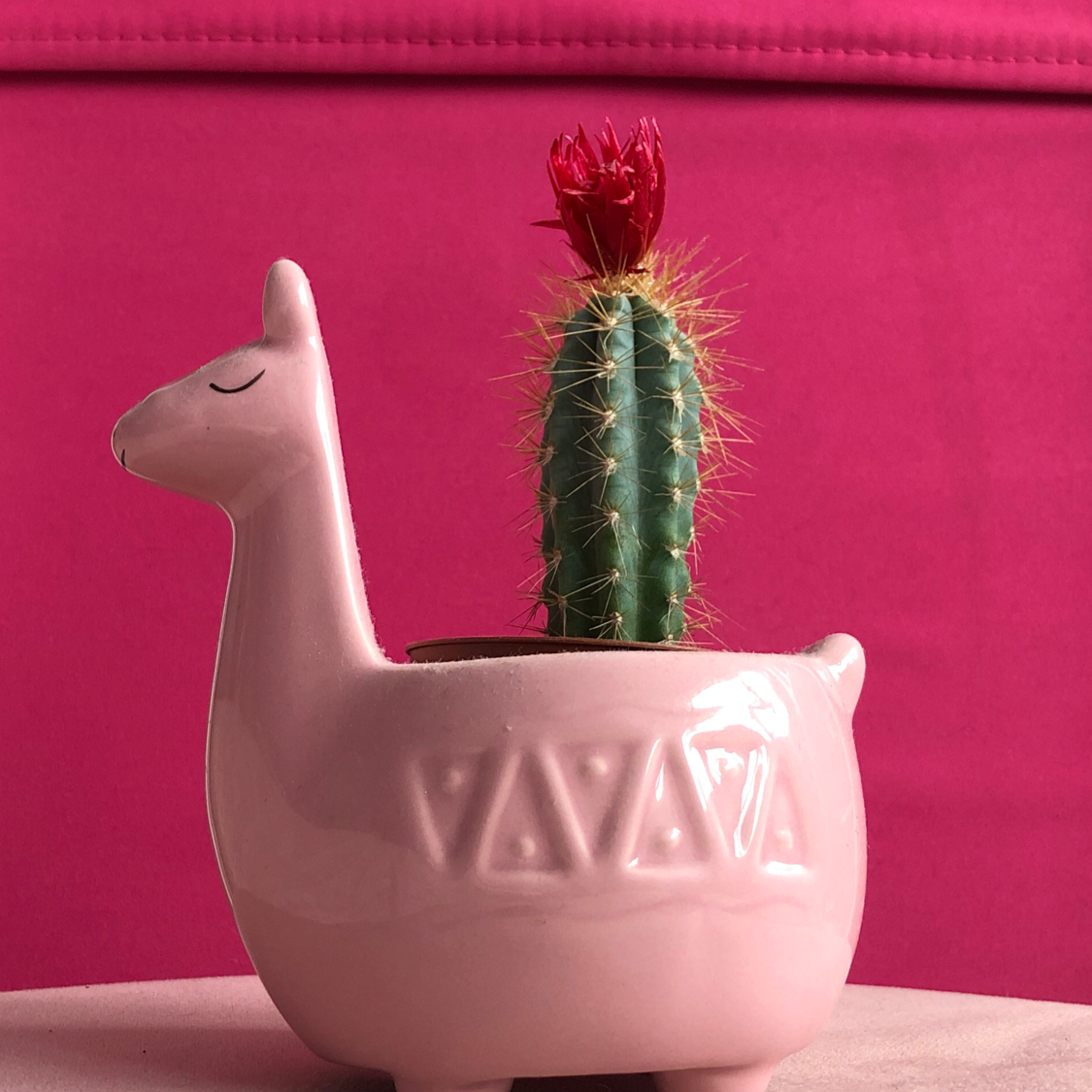 Silver Torch Cactus in a llama-shaped pot with a pink background.